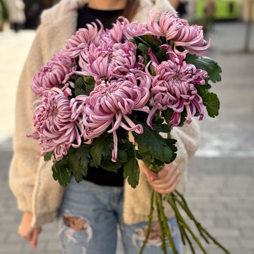 Vienna Chrysanthemum
