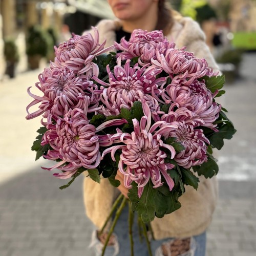 Vienna Chrysanthemum