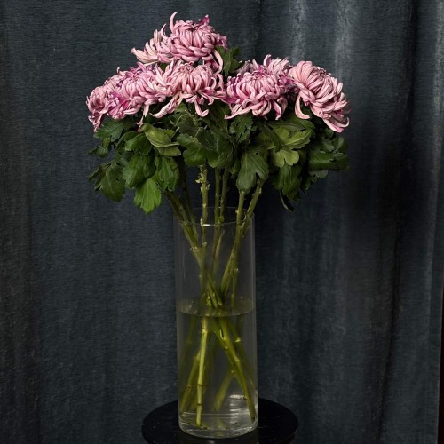 Vienna Chrysanthemum