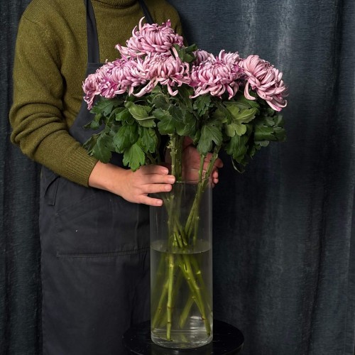 Vienna Chrysanthemum