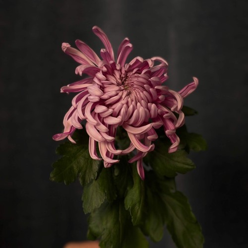 Vienna Chrysanthemum