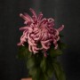 Vienna Chrysanthemum