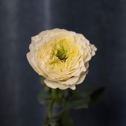 Vicky Gardens Peony Rose