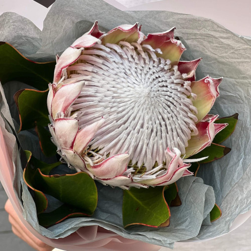 Букет-комплімент із протеї «Каліфорнійська зірка»