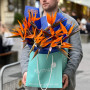 15 strelitzias in a bouquet «Exotic bird»