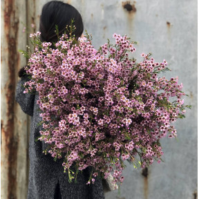 Букет з Хамелаціума