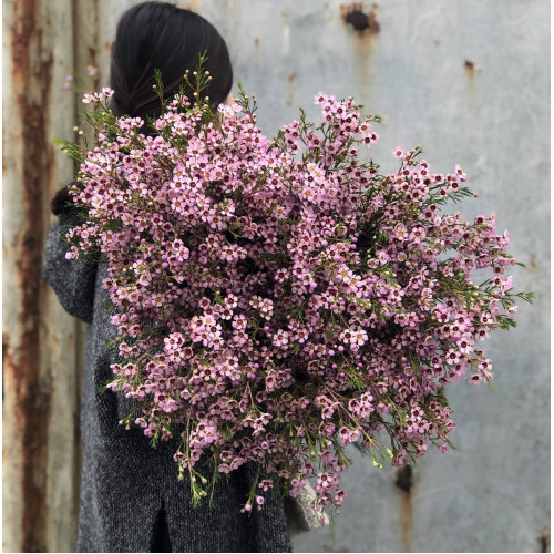 Букет з Хамелаціума