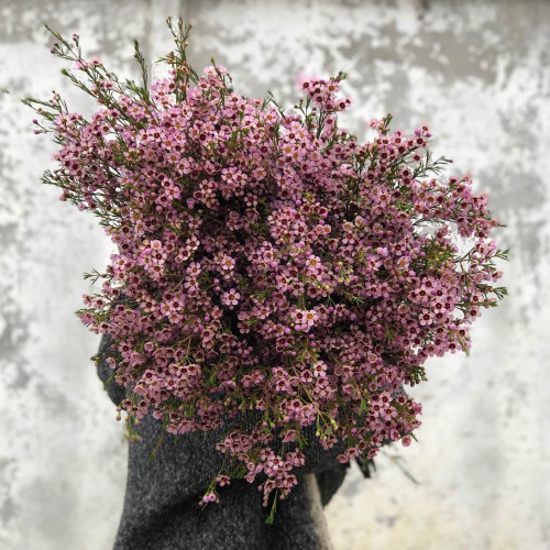 Букет з Хамелаціума