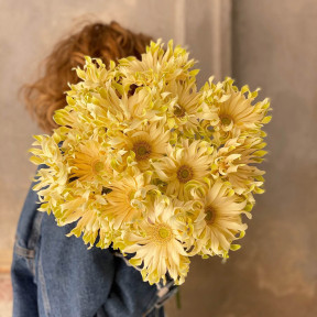 15 гербер «Pasta Carbonara»