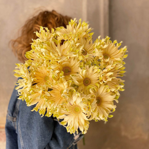 15 гербер «Pasta Carbonara»