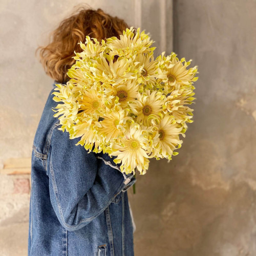 15 гербер «Pasta Carbonara»