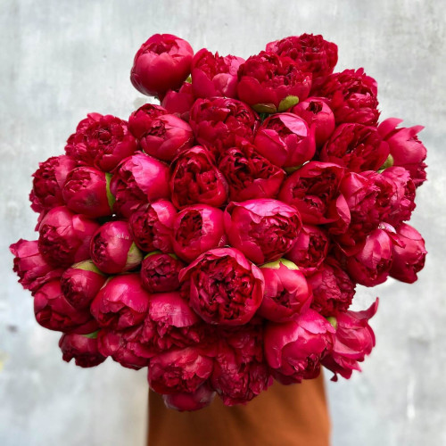 51 бордовий піон