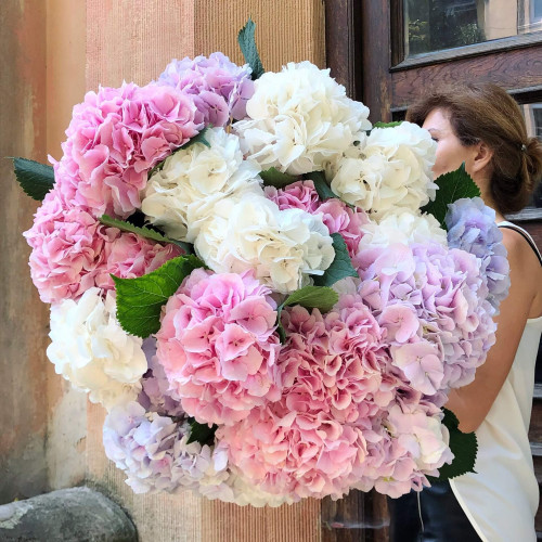 Мікс з 25 ніжних гортензій «Океан Акварелі»