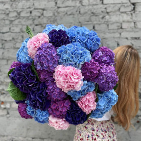 Mix of 25 hydrangeas «Energy of the Universe»