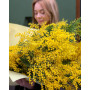 Букет із мімози «Аромат Італії»