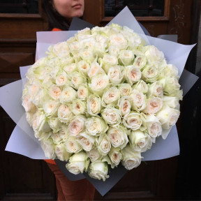 101 піоновидна ароматна троянда White O'Hara