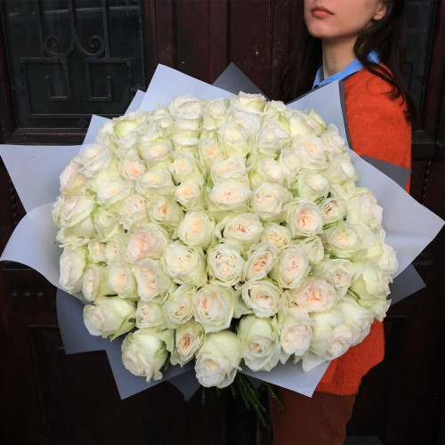 101 піоновидна ароматна троянда White O'Hara