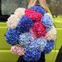 Микс 19 гортензий «Сочные облака»