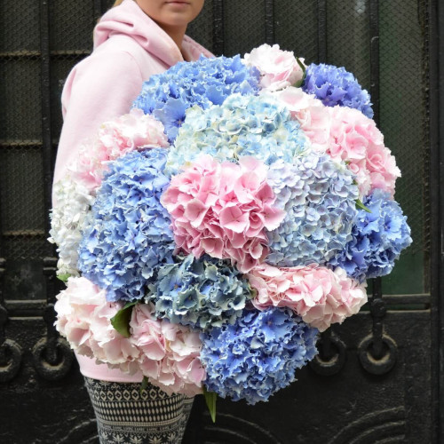 Великий букет із 17 рожевих та блакитних гортензій Махрова хмара