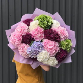 Mix of 17 hydrangeas