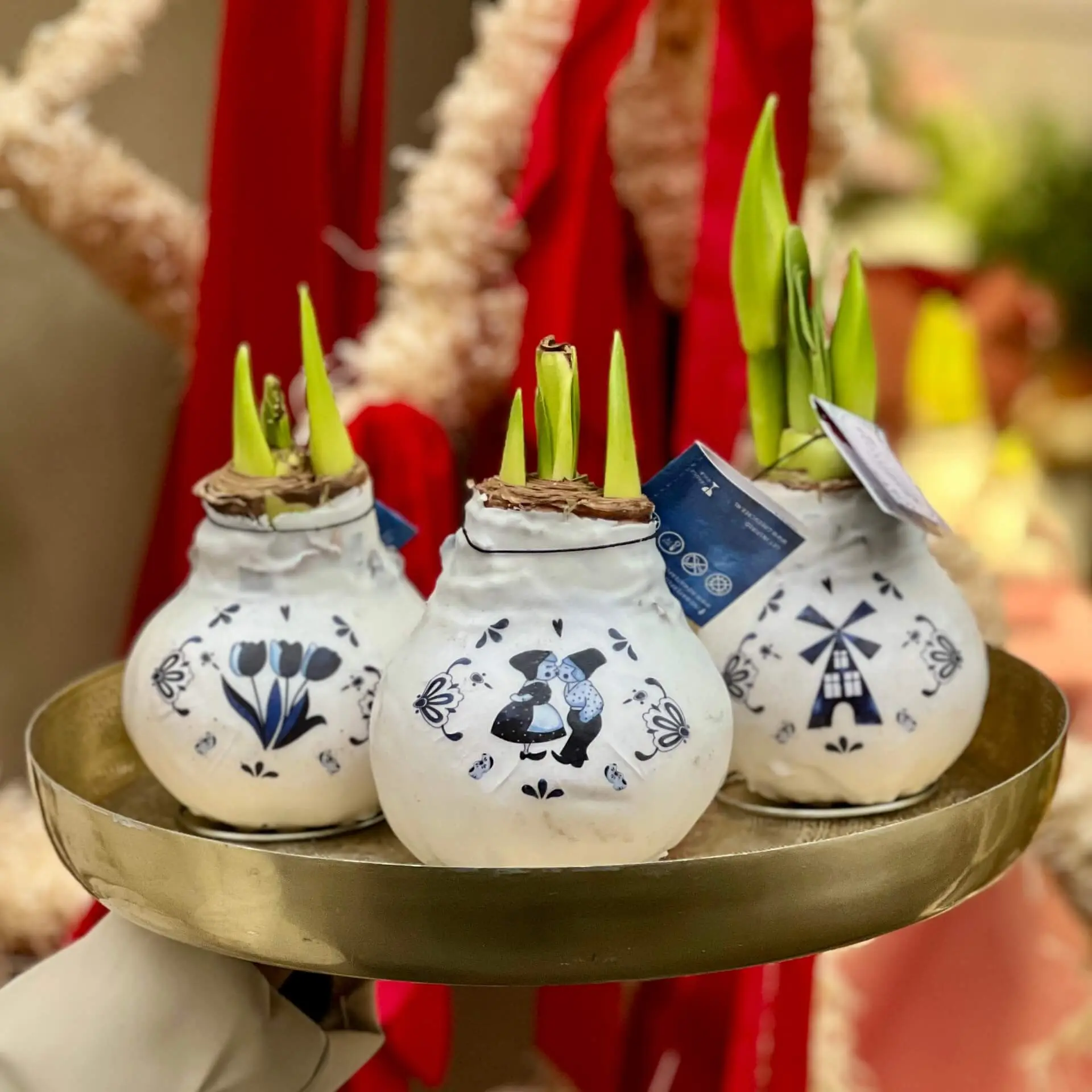 Waxed amaryllis bulbs ➨ Buy in Lviv, price from UAH 1700 - Kvitna