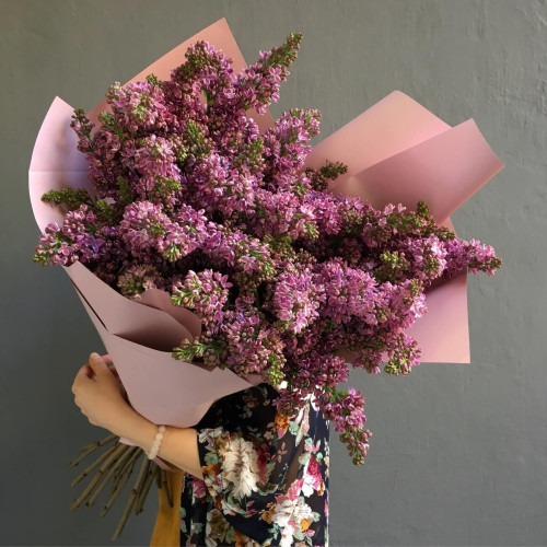 Fragrant Dutch Lilac