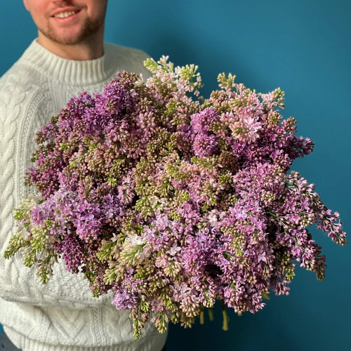 35 гілок фіолетового бузку у букеті «Бузкова пана-кота»