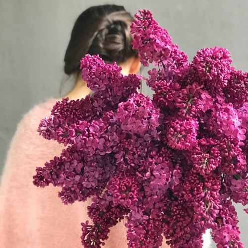 Transcarpathian lilac Dark Coster