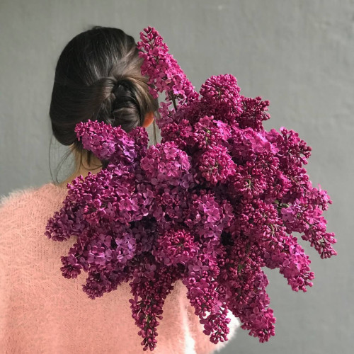 Transcarpathian lilac Dark Coster