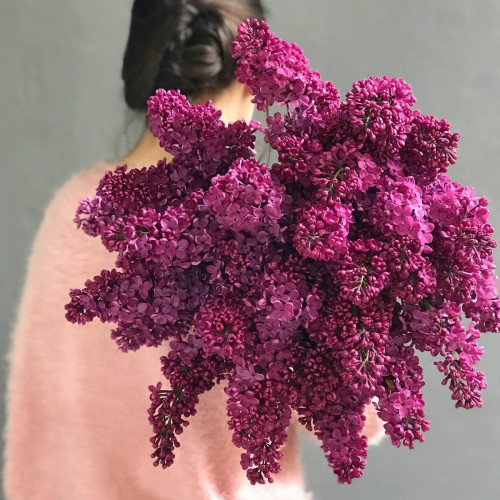 Transcarpathian lilac Dark Coster