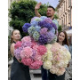 Букети з гортензії