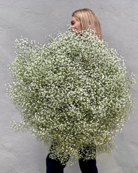 Букети з гіпсофіли