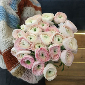 Cloony Hanoy Ranunculus