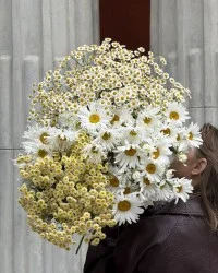 Bouquets of daisies