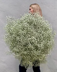Gypsophila Bouquets