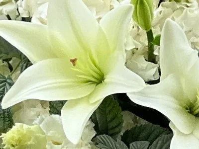 Video of your future bouquet